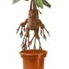 Harry Potter peluche interactive Mandrake 30 cm
