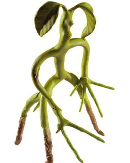 Les Animaux fantastiques figurine flexible Bowtruckle 18 cm